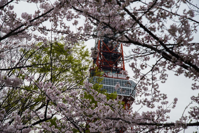 Sakura02.jpg