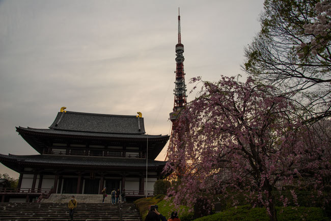 Sakura03.jpg