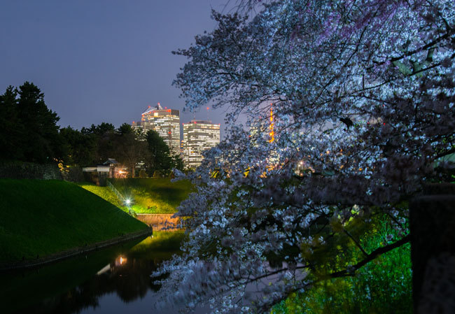 Sakura05.jpg