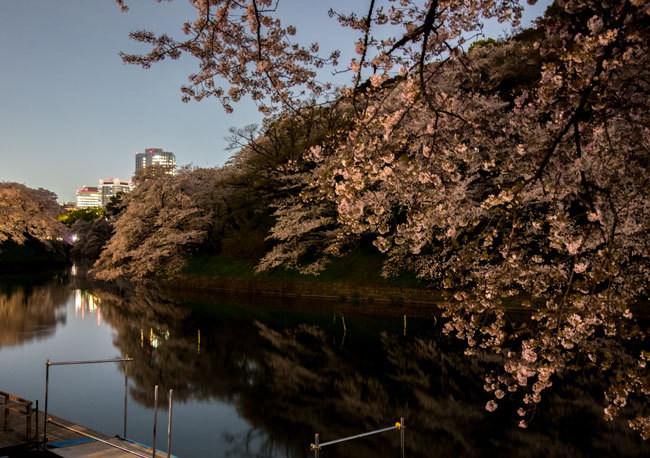 Sakura07.jpg