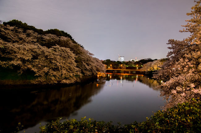 Sakura08.jpg