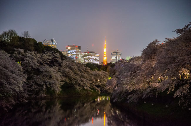 Sakura09.jpg