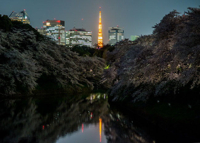 Sakura10.jpg